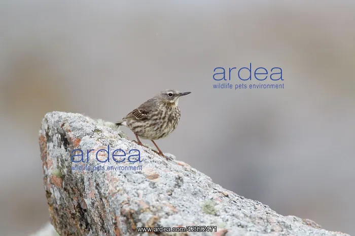 : Rock Pipit - on rock : Rock Pipit - on rock
