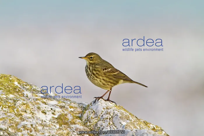 : Rock Pipit - on rock near seashore : Rock Pipit - on rock near seashore