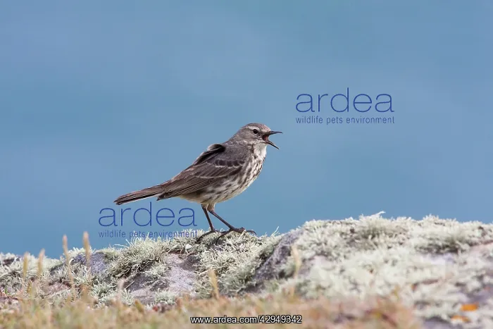 : Rock Pipit - Single adult calling while perching : Rock Pipit - Single adult calling while perching