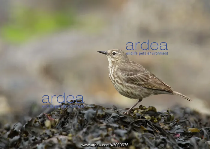 : Rock Pipit - standing on a bolder covered in : Rock Pipit - standing on a bolder covered in