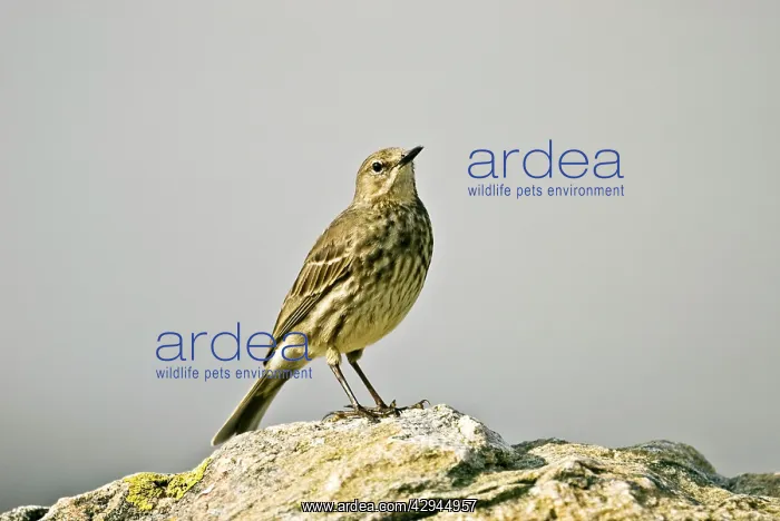 : Rock Pipit - Standing on rock : Rock Pipit - Standing on rock