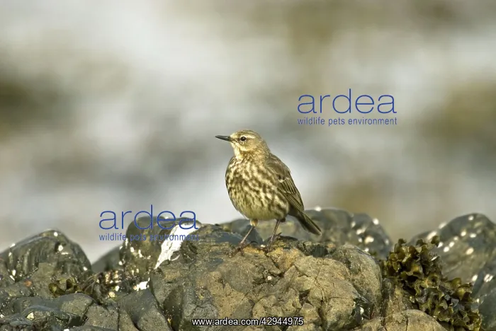 : Rock Pipit - Standing on Rock : Rock Pipit - Standing on Rock