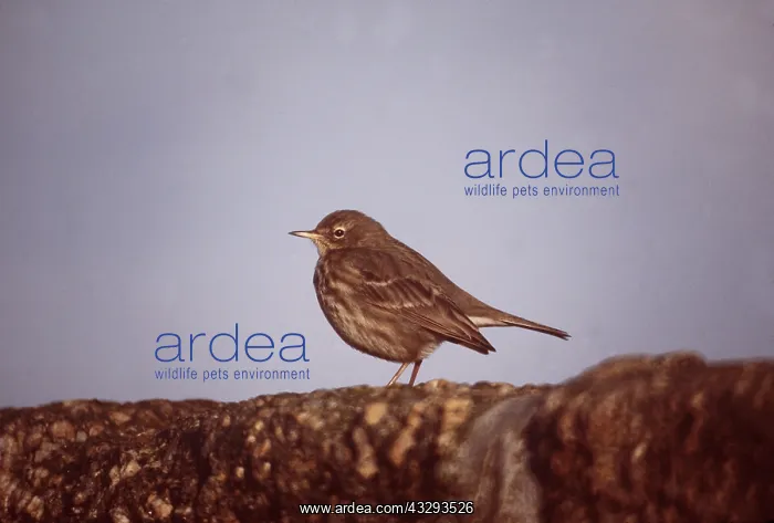 : ROCK PIPIT - on stone : ROCK PIPIT - on stone