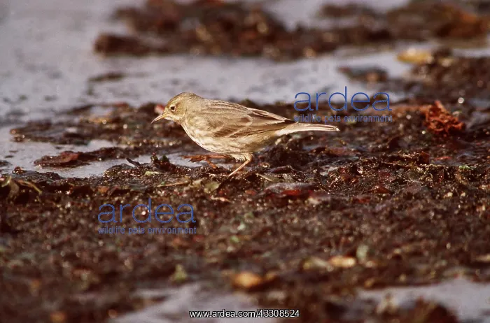 : ROCK PIPIT - at waters edge : ROCK PIPIT - at waters edge