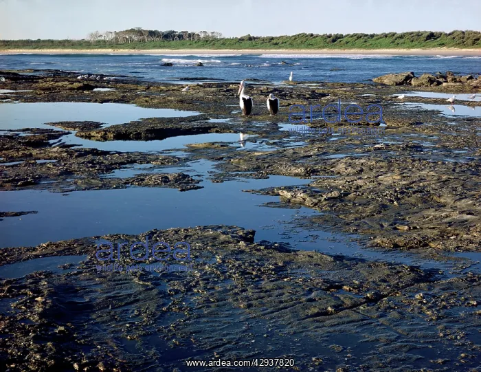 : Rock platform, low tide and Australian pelicans