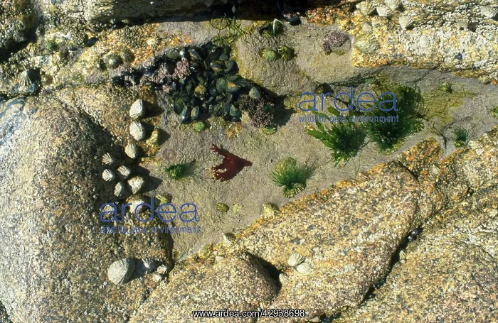 : ROCK POOL - with limpets, barnacles and seaweed : ROCK POOL - with limpets, barnacles and seaweed