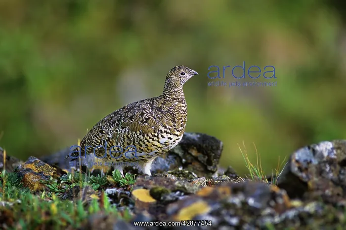: Rock Ptarmigan : Rock Ptarmigan