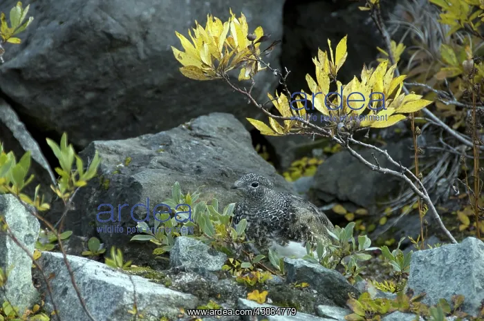 : Rock Ptarmigan : Rock Ptarmigan