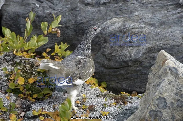 : Rock Ptarmigan : Rock Ptarmigan