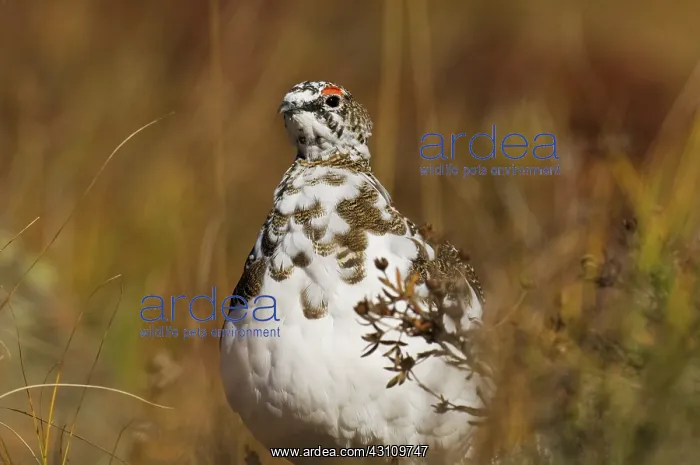 : Rock Ptarmigan : Rock Ptarmigan