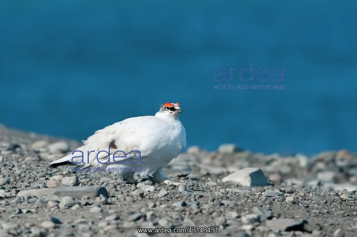 : Rock Ptarmigan : Rock Ptarmigan