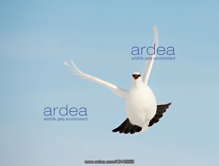 : Rock Ptarmigan : Rock Ptarmigan