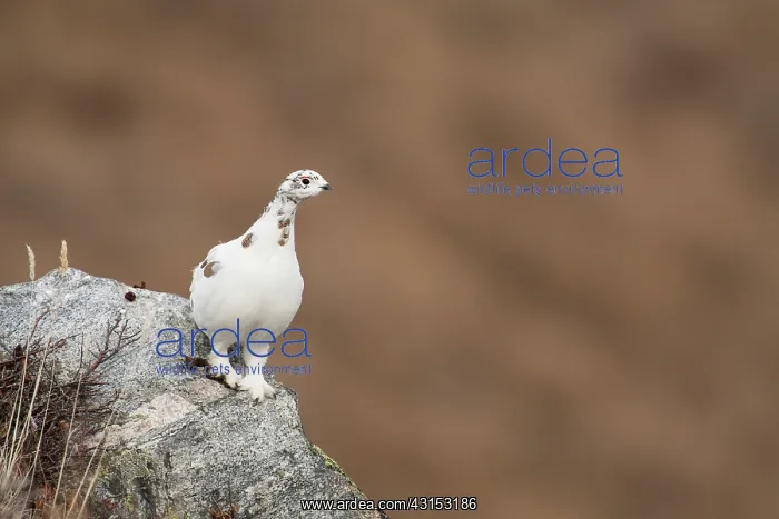 : Rock Ptarmigan : Rock Ptarmigan
