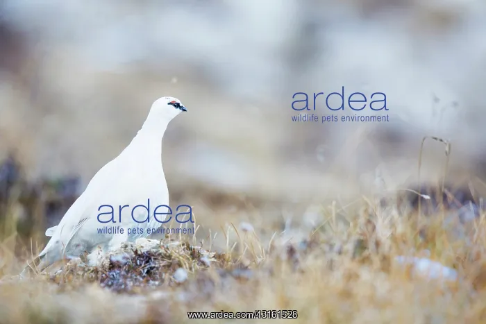 : Rock Ptarmigan : Rock Ptarmigan