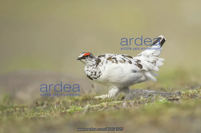  : Rock Ptarmigan