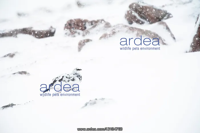 : Rock Ptarmigan : Rock Ptarmigan