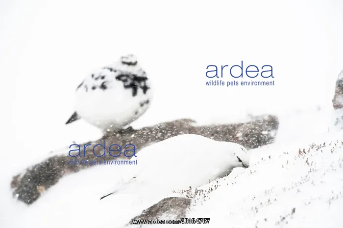 : Rock Ptarmigan : Rock Ptarmigan