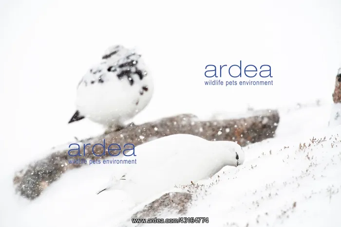 : Rock Ptarmigan : Rock Ptarmigan