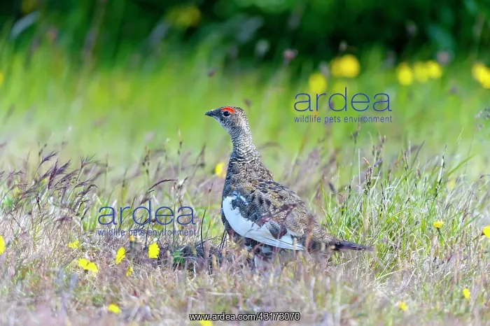 : Rock Ptarmigan : Rock Ptarmigan