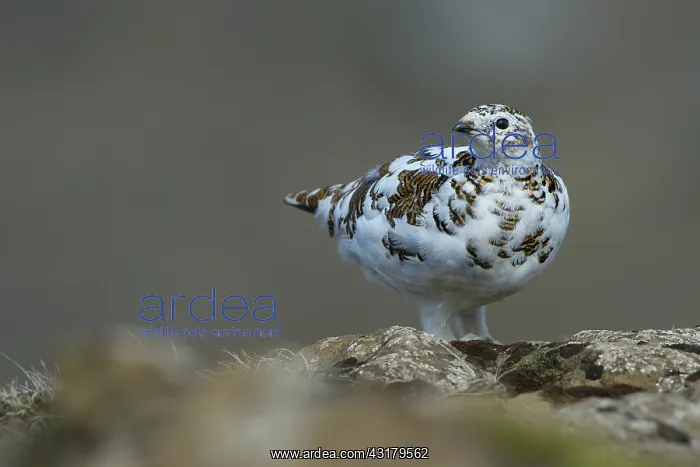 : Rock Ptarmigan : Rock Ptarmigan