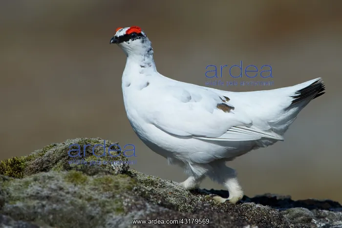 : Rock Ptarmigan : Rock Ptarmigan