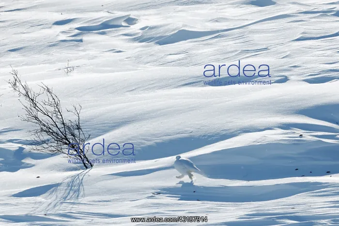 : Rock Ptarmigan : Rock Ptarmigan