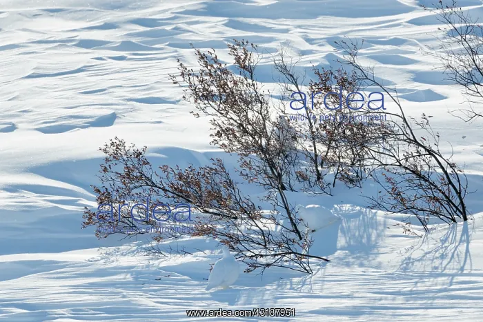 : Rock Ptarmigan : Rock Ptarmigan