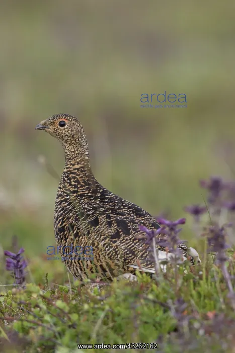 : Rock Ptarmigan - adult hen in breeding plumage in : Rock Ptarmigan - adult hen in breeding plumage in