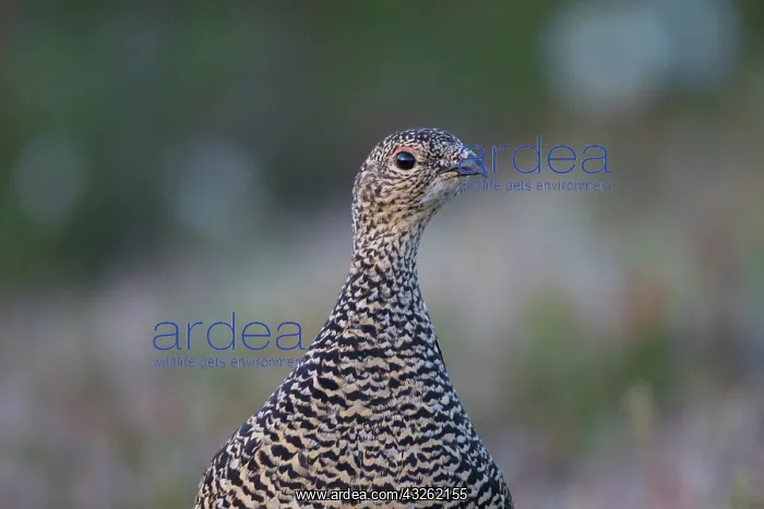  : Rock Ptarmigan - adult hen portrait - Iceland