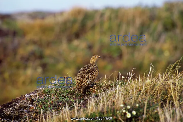  : Rock Ptarmigan - Alaskan tundra