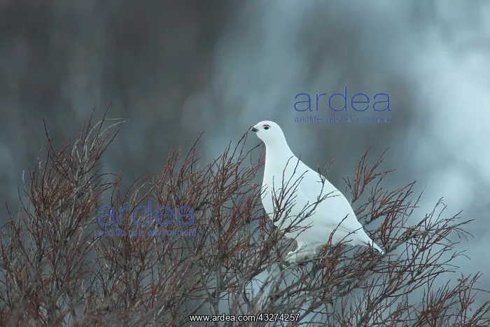 : Rock Ptarmigan - cock perched on a tree - Norway : Rock Ptarmigan - cock perched on a tree - Norway