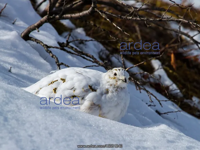 : Rock Ptarmigan female : Rock Ptarmigan female