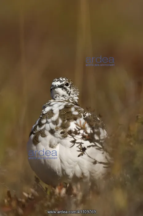 : Rock Ptarmigan female : Rock Ptarmigan female