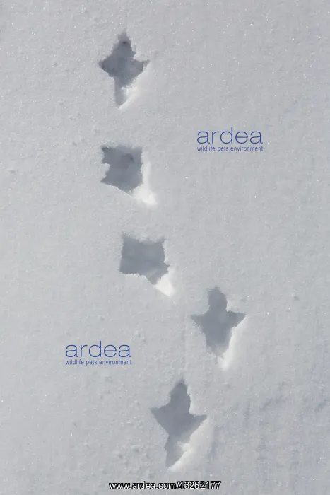 : Rock Ptarmigan - footprints in snow - Norway : Rock Ptarmigan - footprints in snow - Norway