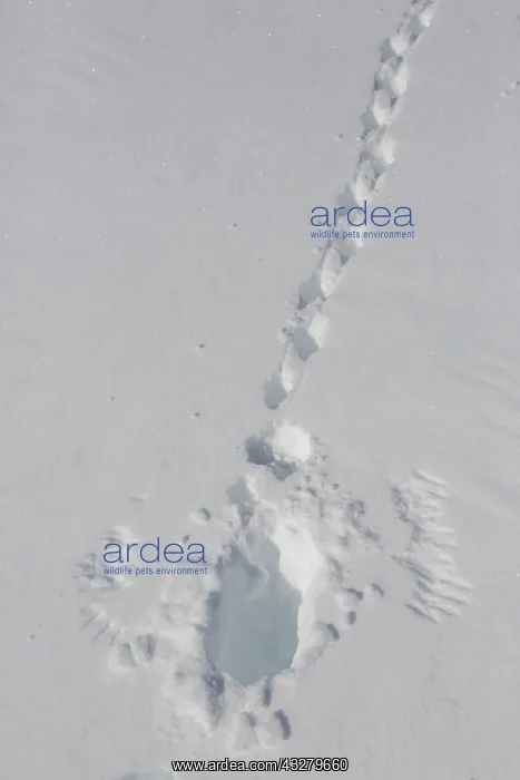 : Rock Ptarmigan - footprints in snow - Norway : Rock Ptarmigan - footprints in snow - Norway