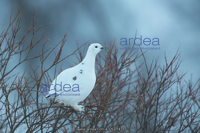 : Rock Ptarmigan - hen perched on a tree - Norway : Rock Ptarmigan - hen perched on a tree - Norway