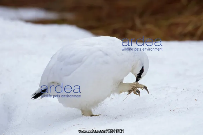: Rock ptarmigan (Lagopus muta) (Lagopus mutus) cock : Rock ptarmigan (Lagopus muta) (Lagopus mutus) cock