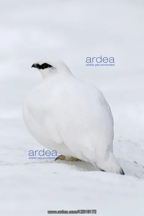 : Rock ptarmigan (Lagopus muta) (Lagopus mutus) cock : Rock ptarmigan (Lagopus muta) (Lagopus mutus) cock