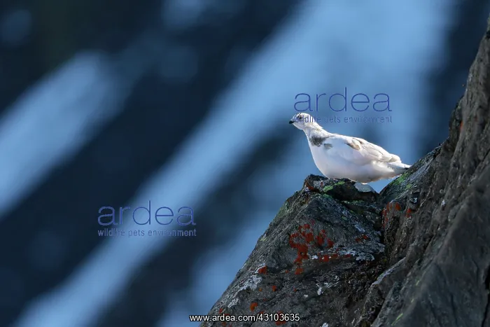 : Rock Ptarmigan ( Lagopus mutus ) female in the Valais : Rock Ptarmigan ( Lagopus mutus ) female in the Valais