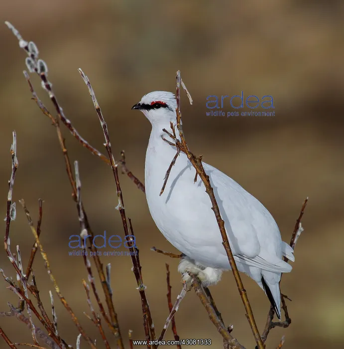  : Rock Ptarmigan male
