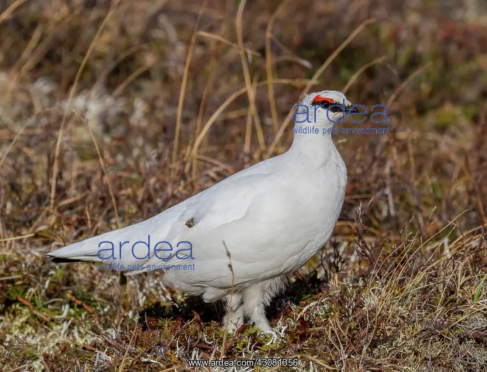 : Rock Ptarmigan male : Rock Ptarmigan male