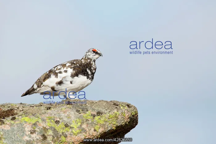 : Rock Ptarmigan - male moulting into summer plumage : Rock Ptarmigan - male moulting into summer plumage