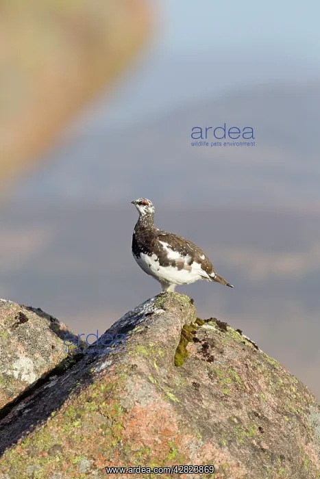 : Rock Ptarmigan - male moulting into summer plumage : Rock Ptarmigan - male moulting into summer plumage