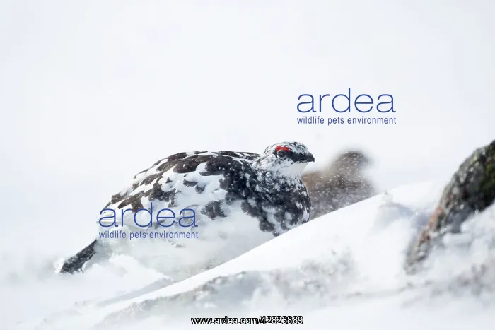 : Rock Ptarmigan - male in snow : Rock Ptarmigan - male in snow
