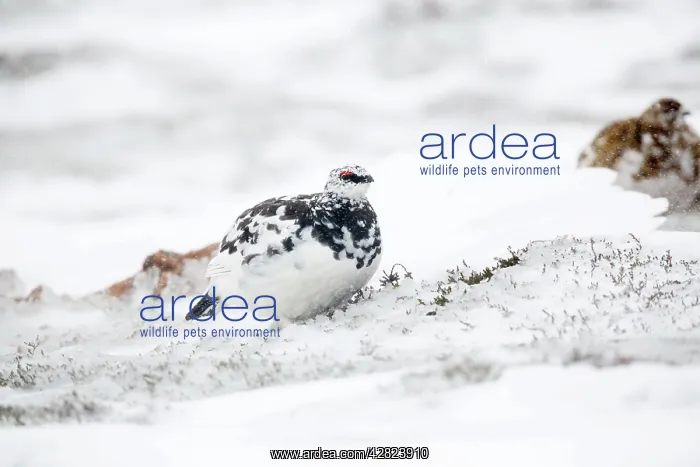 : Rock Ptarmigan - male in snow : Rock Ptarmigan - male in snow