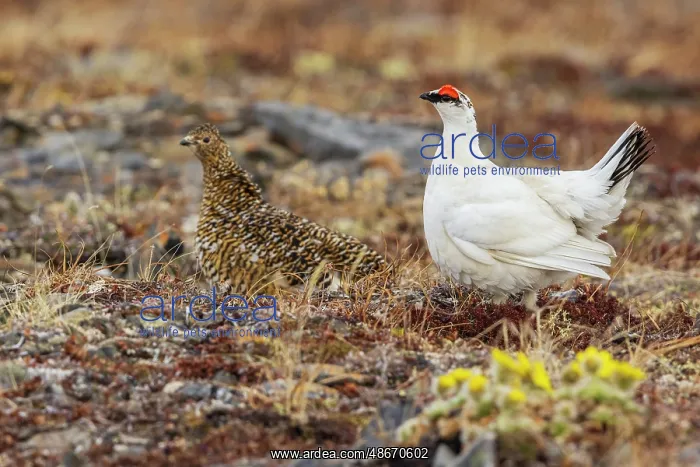 : Rock ptarmigan pair, male courting hen on the arctic tundra : Rock ptarmigan pair, male courting hen on the arctic tundra