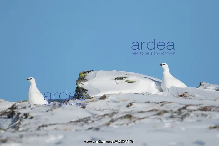 : Rock Ptarmigan - pair in snow landscape - Norway : Rock Ptarmigan - pair in snow landscape - Norway