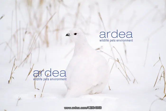 : Rock Ptarmigan - in snow : Rock Ptarmigan - in snow