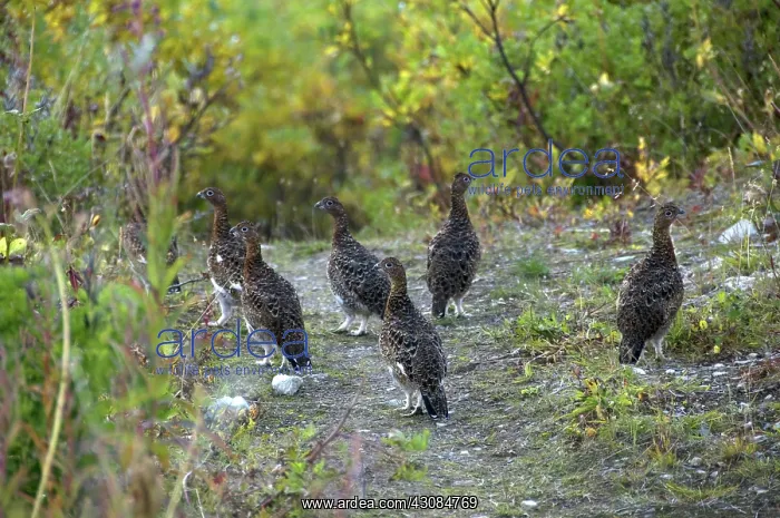 : Rock Ptarmigans : Rock Ptarmigans