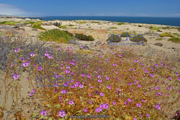 : Rock Purslane - blooming in the coastal part of : Rock Purslane - blooming in the coastal part of